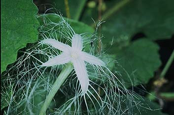 カラスウリの白いレースの花