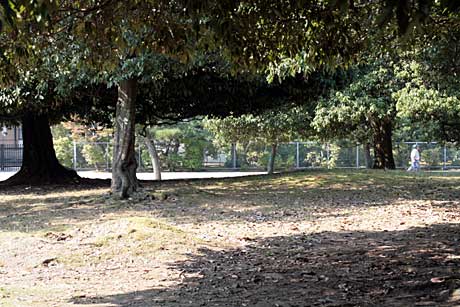 奈良公園の樹々に見られるディアーライン