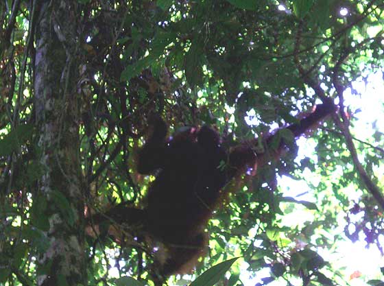 An old male bornean orangutan