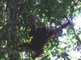 An old bornean orangutan