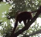 A young bornean orangutan 
