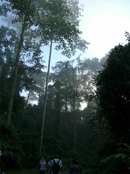 ボルネオの熱帯雨林02