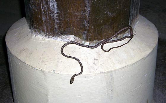 ボルネオのオオガシラ属のヘビ