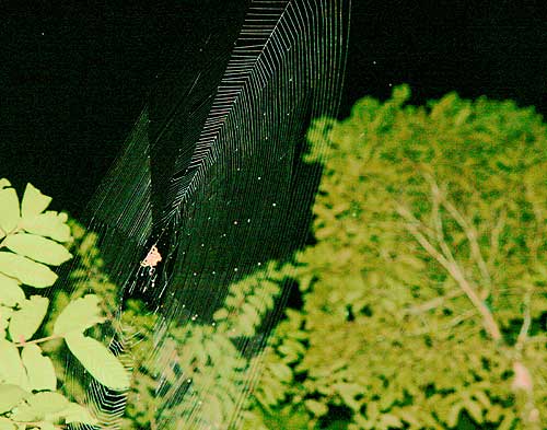ボルネオのオニグモの一種の円網