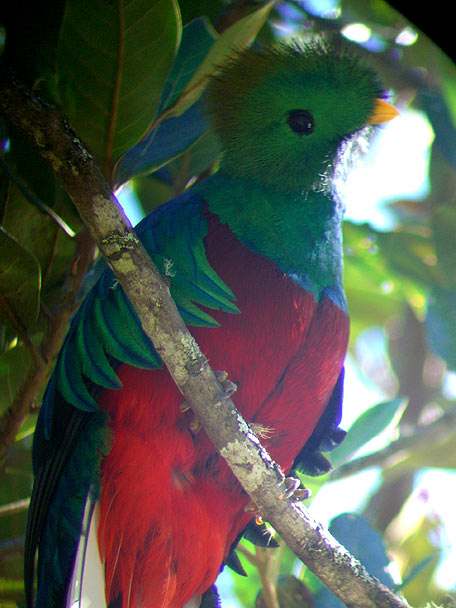 Resplendent Quetzal adult male