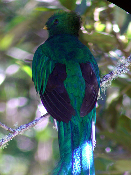 Resplendent Quetzal adult male