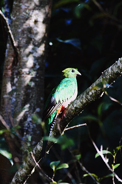 Resplendent Quetzal adult female