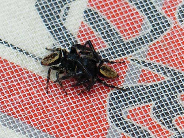 Two males of jumping spider will readily fight each other