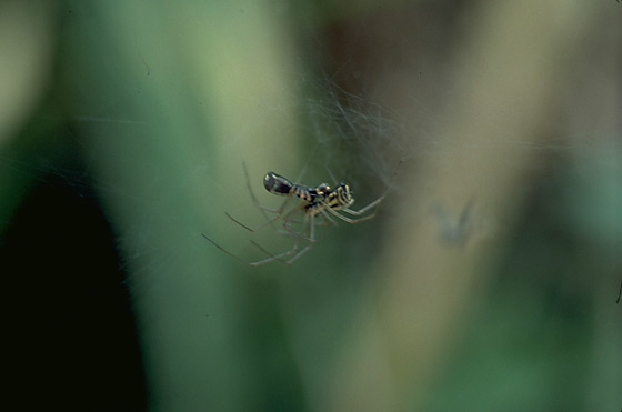 Shirobuchi sara-gumo sheet-web spider