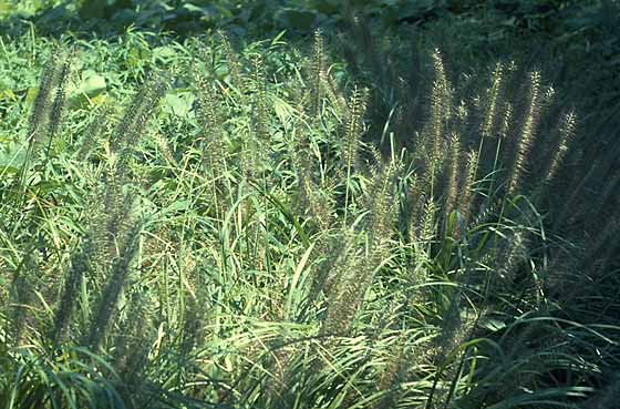 Chikara-shiba grasses