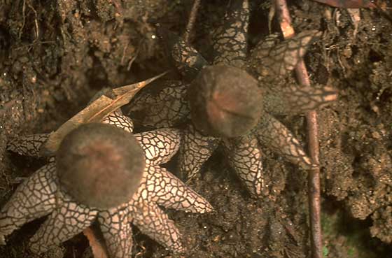 Tuchiguri mushrooms