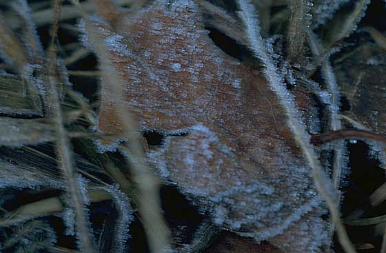 Fallen leaves with frost