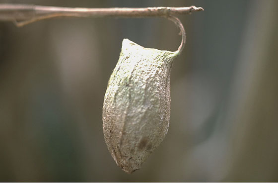 Cocoon of Usutabi moth