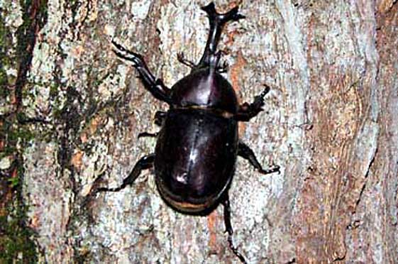 Male rhinoceros beetle