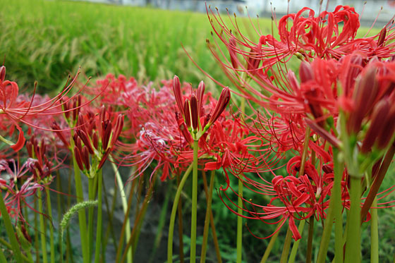 Spider  lilies