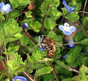 オオイヌノフグリの花を訪れたミツバチの写真