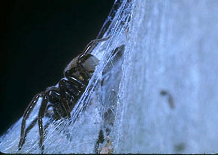 A black house spider