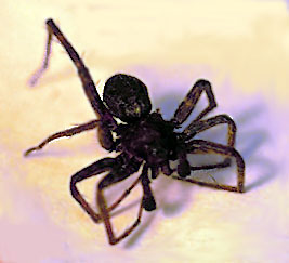 An alpine spider
