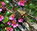 A ko-hiodosi butterfly on flowers