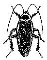 An australian cockroach