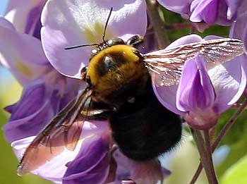 フジの花を訪れるクマバチ