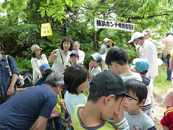 'Honchi' Spider-fighting