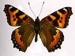 A ko-hiodoshi butterfly