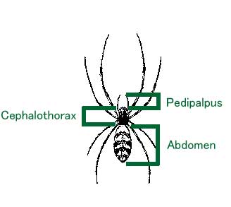 External body parts of Spider