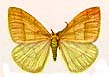 A fuyu-shaku moth