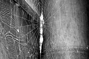 ゴミグモのまるい網の写真