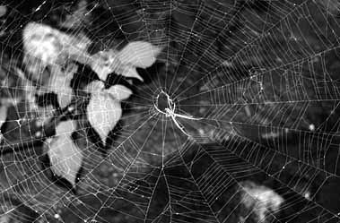 オオシロカネグモのまるい網の写真