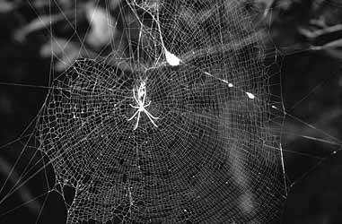 ジョロウグモのまるい網の写真