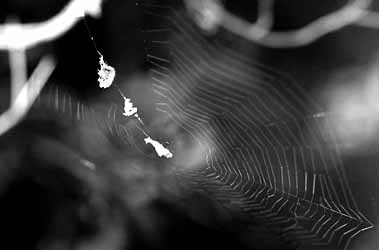 キジロオヒキグモのまるい網の写真