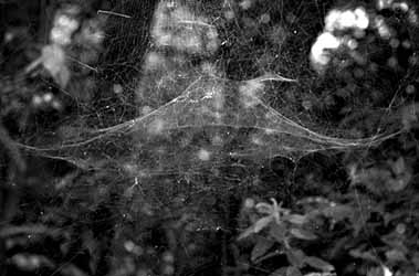 スズミグモのパラシュート網の写真