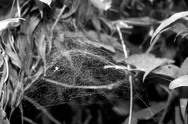 シロブチサラグモのドーム網の写真