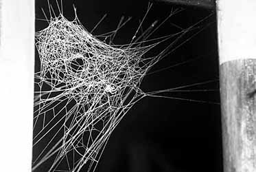 オオヒメグモの不きそく網の写真