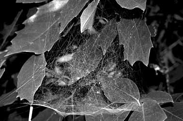 ヒメグモの不きそく網の写真