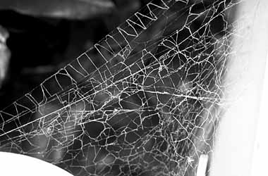 クロガケジグモのボロ網の写真